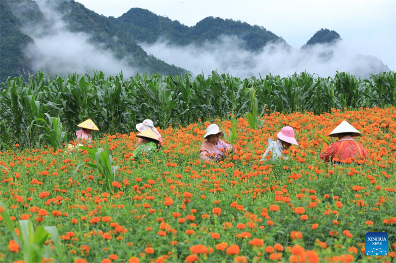Οι αγρότες σε όλη την Κίνα ασχολούνται με τη γεωργική παραγωγή κατά την αγροτική περίοδο