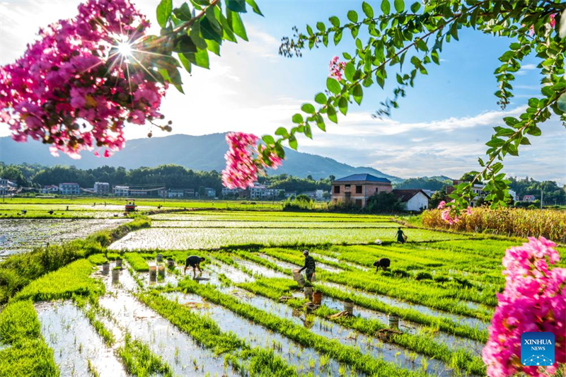 Οι αγρότες σε όλη την Κίνα ασχολούνται με τη γεωργική παραγωγή κατά την αγροτική περίοδο