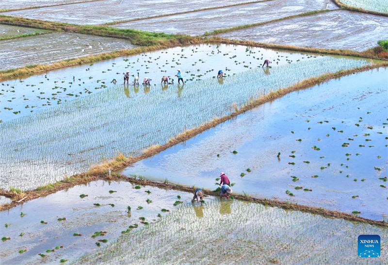 Οι αγρότες σε όλη την Κίνα ασχολούνται με τη γεωργική παραγωγή κατά την αγροτική περίοδο