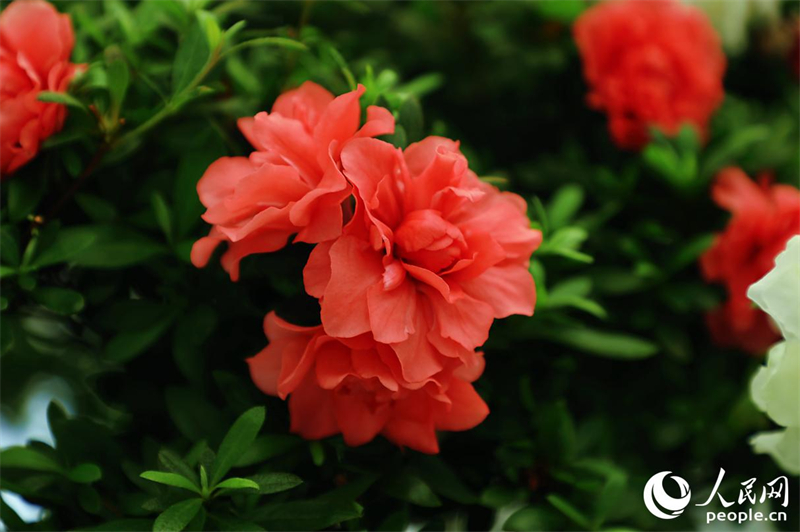 Η φωτογραφία δείχνει φυτά μπονσάι αζαλέας μέσα στο Οικολογικό Πάρκο Αζαλέας Σαντένγκ στην κωμόπολη Γιονγκφού της επαρχία Φουτζιάν. (Φωτογραφία / Λαϊκή Καθημερινή Online)