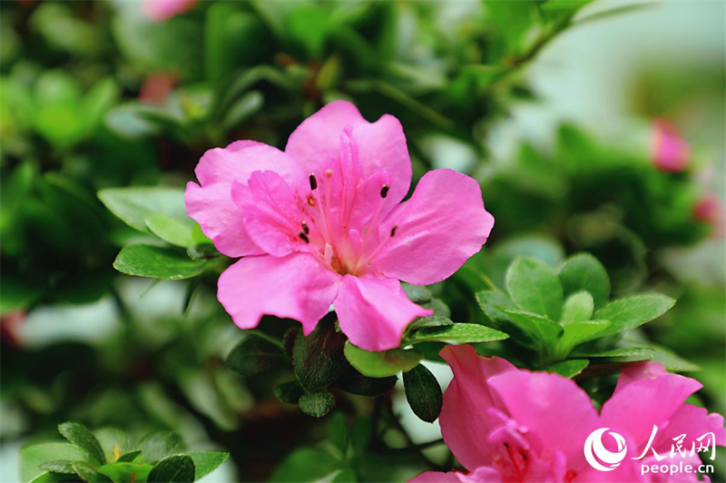 Η φωτογραφία δείχνει φυτά μπονσάι αζαλέας μέσα στο Οικολογικό Πάρκο Αζαλέας Σαντένγκ στην κωμόπολη Γιονγκφού της επαρχία Φουτζιάν. (Φωτογραφία / Λαϊκή Καθημερινή Online)