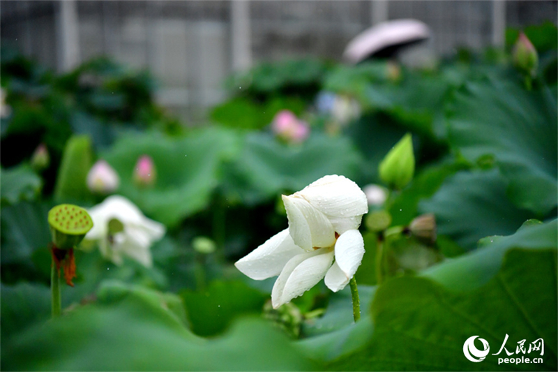 Η φωτογραφία δείχνει ένα ανθισμένο λουλούδι λωτού στο εκθεσιακό πάρκο επιστήμης και τεχνολογίας λωτού στην κομητεία Γκουανγκτσάνγκ της επαρχίας Τζιανγκσί. (Φωτογραφία / Λαϊκή Καθημερινή Online)