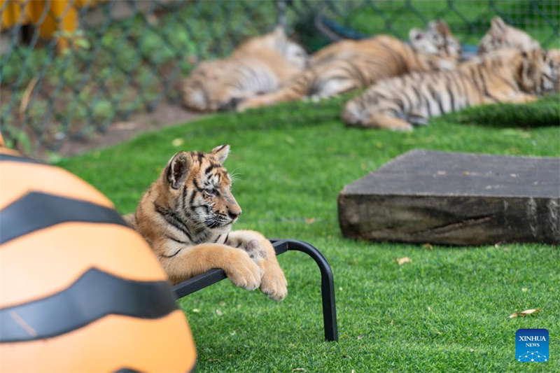Μικρές τίγρεις φαίνονται στο Πάρκο Σιβηρικής Τίγρης στην πόλη Χαρμπίν της επαρχίας Χεϊλονγκτζιάνγκ, στις 29 Ιουλίου του 2025. (Φωτογραφία / Xinhua)