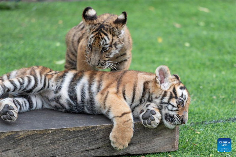Εκδηλώσεις για την Παγκόσμια Ημέρα της Τίγρης στην πόλη Χαρμπίν
