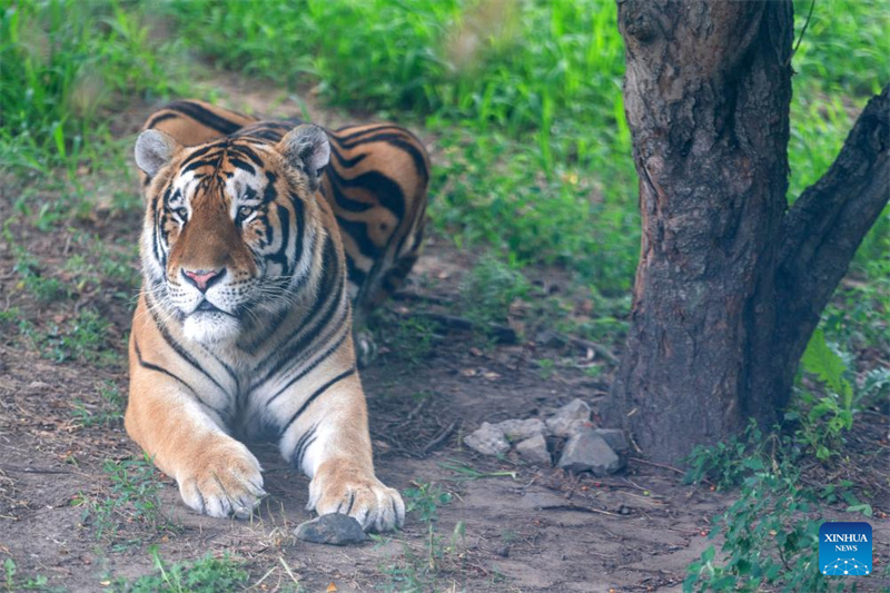 Εκδηλώσεις για την Παγκόσμια Ημέρα της Τίγρης στην πόλη Χαρμπίν