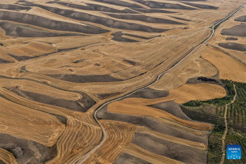Ώριμο σιτάρι έτοιμο για συγκομιδή στην επαρχία Σιντζιάνγκ