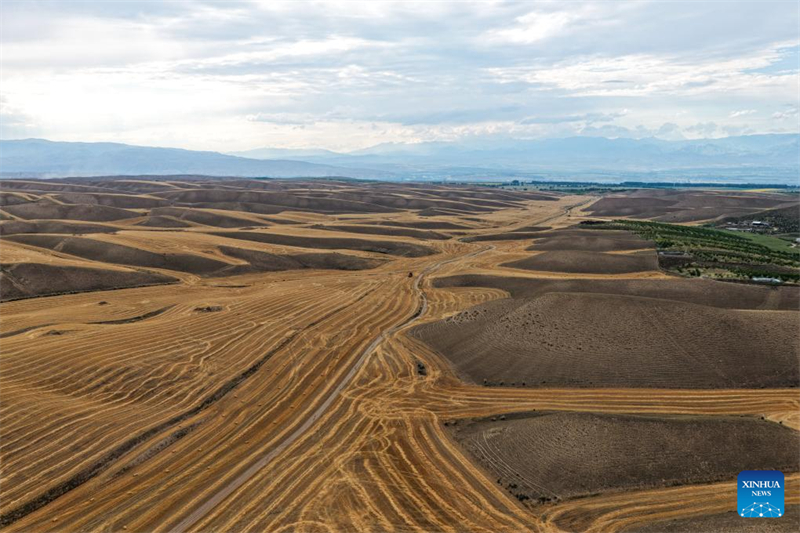 Ώριμο σιτάρι έτοιμο για συγκομιδή στην επαρχία Σιντζιάνγκ
