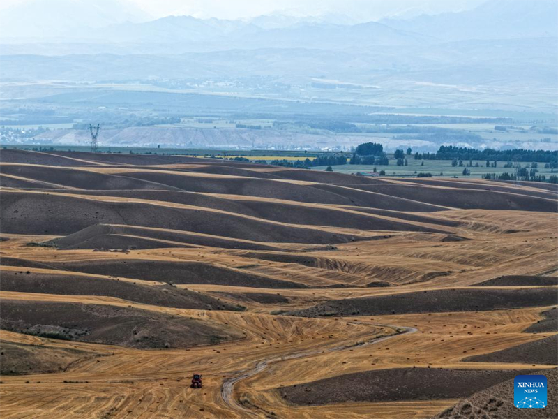 Ώριμο σιτάρι έτοιμο για συγκομιδή στην επαρχία Σιντζιάνγκ