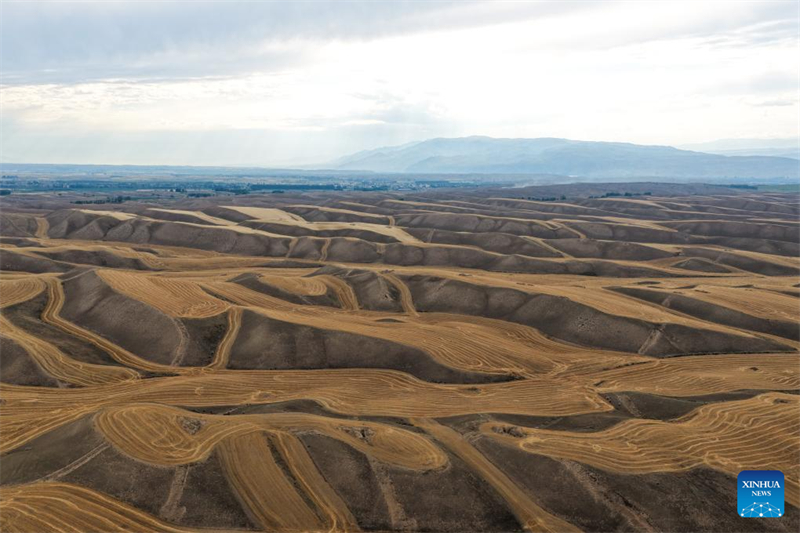 Αεροφωτογραφία από drone που ελήφθη στις 31 Ιουλίου του 2025 δείχνει χωράφια με σιτάρι στην κομητεία Τέκες της Αυτόνομης Περιοχής των Ουιγούρων της επαρχίας Σιντζιάνγκ. (Φωτογραφία / Xinhua)