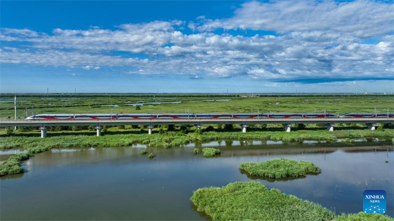 Αυτή η φωτογραφία που τραβήχτηκε στις 17 Αυγούστου του 2025 δείχνει ένα τρένο υψηλής ταχύτητας να κινείται κατά μήκος του σιδηροδρόμου Χαρμπίν-Κιτσίχαρ. (Φωτογραφία / Xinhua)