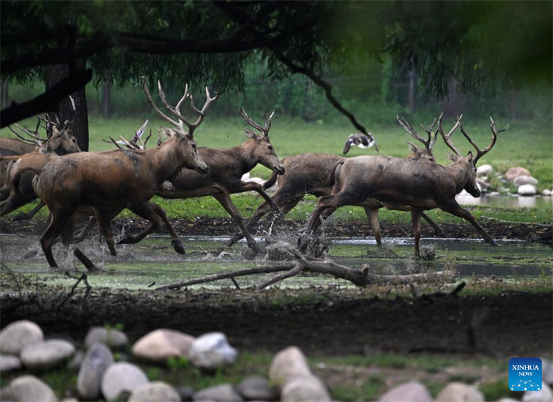 Οι άγριοι πληθυσμοί των ελαφιών Μιλού αποκαταστάθηκαν στην Κίνα μετά από 40 χρόνια προσπαθειών διατήρησης