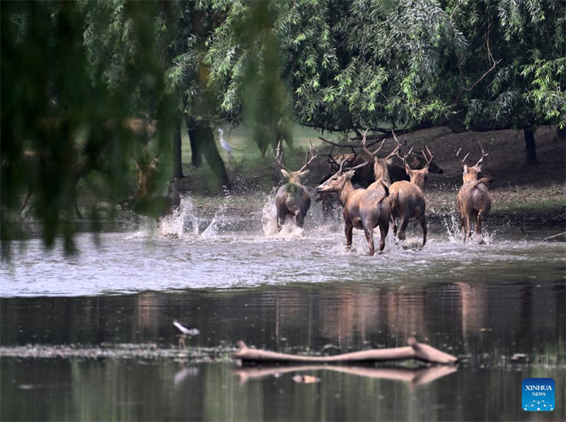 Οι άγριοι πληθυσμοί των ελαφιών Μιλού αποκαταστάθηκαν στην Κίνα μετά από 40 χρόνια προσπαθειών διατήρησης