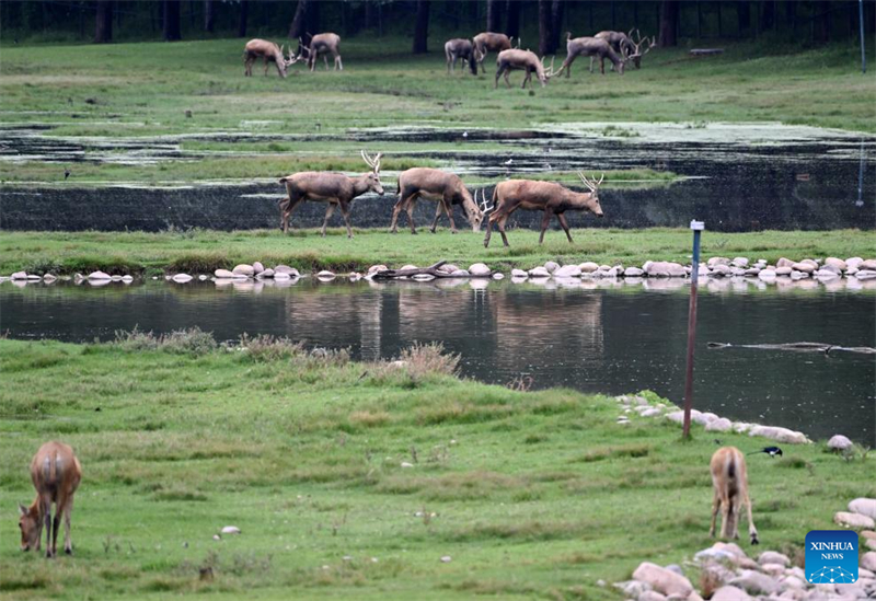 Ελάφια Μιλού απεικονίζονται στο Πάρκο Μιλού στο Πεκίνο, στις 18 Αυγούστου του 2025. (Φωτογραφία / Xinhua)