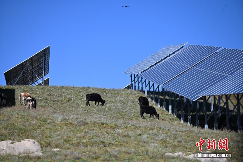 Το ηλιακό πάρκο σε υψόμετρο 4.000 μέτρων μετατρέπεται σε «τραπεζαρία με στέγη στον ουρανό» για τα γιάκ