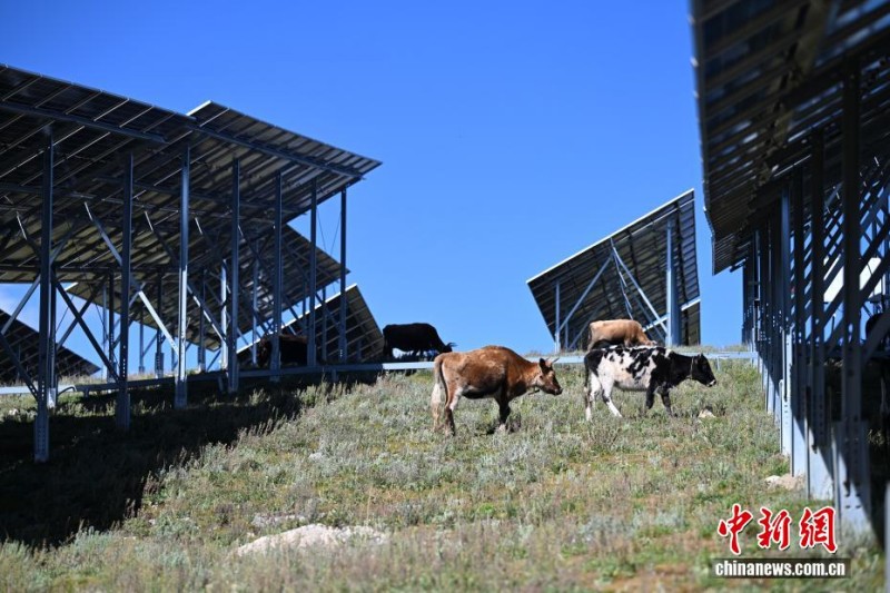 Το ηλιακό πάρκο σε υψόμετρο 4.000 μέτρων μετατρέπεται σε «τραπεζαρία με στέγη στον ουρανό» για τα γιάκ