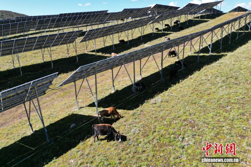 Το ηλιακό πάρκο σε υψόμετρο 4.000 μέτρων μετατρέπεται σε «τραπεζαρία με στέγη στον ουρανό» για τα γιάκ