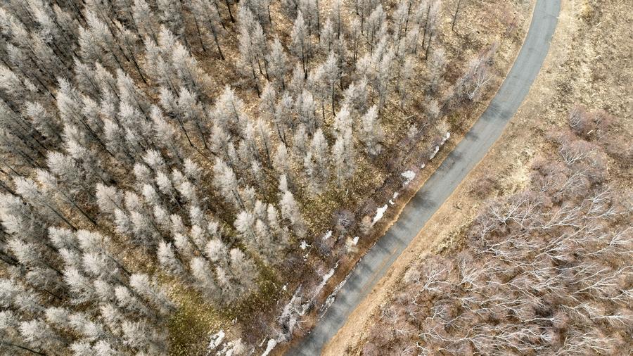 Αεροφωτογραφία που τραβήχτηκε στις 4 Απριλίου του 2024 δείχνει μια θέα του φυσικού καταφυγίου Ντατσινγκσάν στην πόλη Χοχότ, στην Αυτόνομη Περιοχή της Εσωτερικής Μογγολίας. (Φωτογραφία / Xinhua)