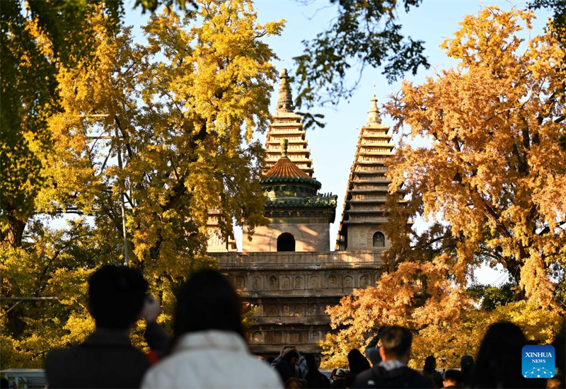 Αυτή η φωτογραφία, που τραβήχτηκε στις 26 Οκτωβρίου του 2025, δείχνει παγόδες και δέντρα Γκίγκο στο Μουσείο Λιθογλυπτικής Τέχνης του Πεκίνου. (Φωτογραφία / Xinhua)