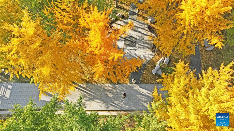 Φθινοπωρινό τοπίο σε όλη την Κίνα
