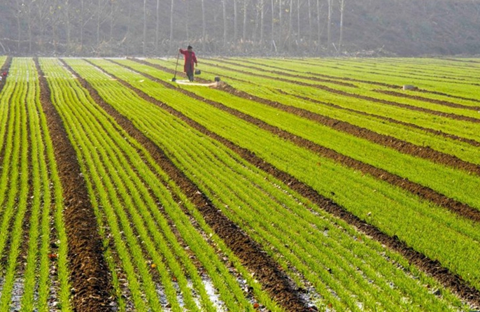 Σχεδόν το 70% του χειμερινού σιταριού έχει σπαρθεί σε ολόκληρη την Κίνα
