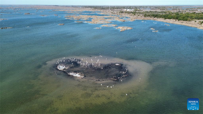 Μια αεροφωτογραφία που τραβήχτηκε στις 13 Νοεμβρίου του 2025 δείχνει ένα σμήνος αποδημητικών πτηνών να κουρνιάζει στον υγρότοπο του Εθνικού Φυσικού Καταφυγίου του Δέλτα του Κίτρινου Ποταμού στην πόλη Ντονγίνγκ της επαρχίας Σαντόνγκ. (Φωτογραφία / Xinhua)