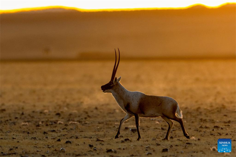 Τα άγρια ζώα ευδοκιμούν στο Εθνικό Φυσικό Καταφύγιο Τσανγκτάνγκ στην Αυτόνομη Περιοχή Σιτζάνγκ