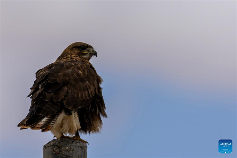 Τα άγρια ζώα ευδοκιμούν στο Εθνικό Φυσικό Καταφύγιο Τσανγκτάνγκ στην Αυτόνομη Περιοχή Σιτζάνγκ