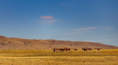 Τα άγρια ζώα ευδοκιμούν στο Εθνικό Φυσικό Καταφύγιο Τσανγκτάνγκ στην Αυτόνομη Περιοχή Σιτζάνγκ