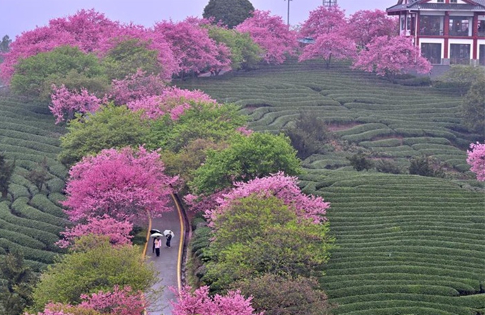 Η επαρχία Φουτζιέν αναπτύσσει ένα ποικιλόμορφο σύστημα ανθοφορίας κερασιάς για να τροφοδοτήσει την «ανοιξιάτικη οικονομία»