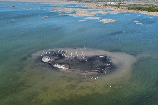 Αποδημητικά πουλιά στο Εθνικό Φυσικό Καταφύγιο του Δέλτα του Κίτρινου Ποταμού