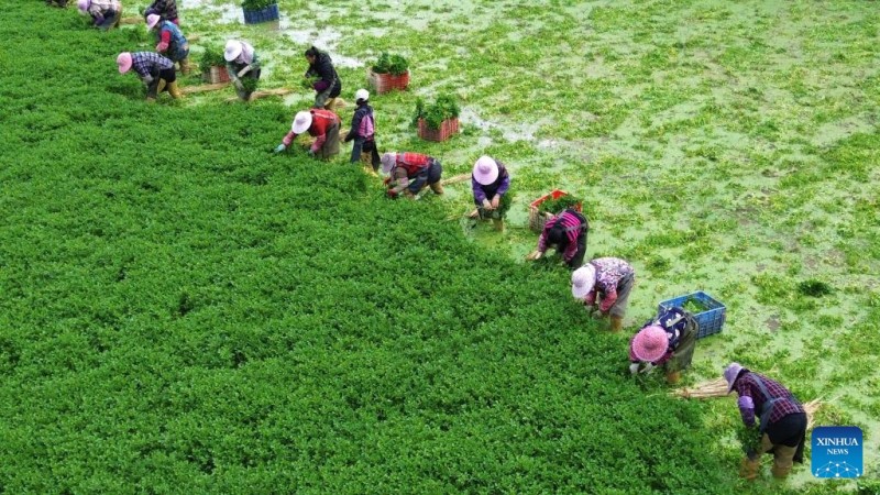 Γεωργικές δραστηριότητες στις αρχές του χειμώνα σε όλη την Κίνα (Φωτογραφίες)