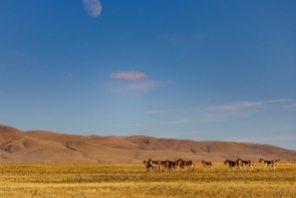 Τα άγρια ζώα ευδοκιμούν στο Εθνικό Φυσικό Καταφύγιο Τσανγκτάνγκ στην Αυτόνομη Περιοχή Σιτζάνγκ