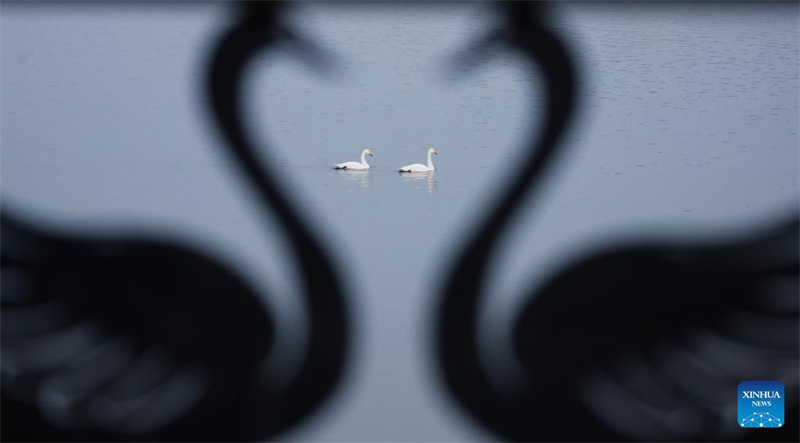 Μεταναστευτικοί κύκνοι συρρέουν στον υγρότοπο του Κίτρινου Ποταμού για να περάσουν το χειμώνα