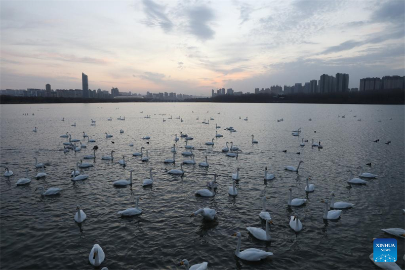 Μεταναστευτικοί κύκνοι συρρέουν στον υγρότοπο του Κίτρινου Ποταμού για να περάσουν το χειμώνα