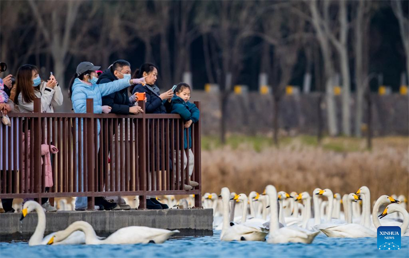 Μεταναστευτικοί κύκνοι συρρέουν στον υγρότοπο του Κίτρινου Ποταμού για να περάσουν το χειμώνα