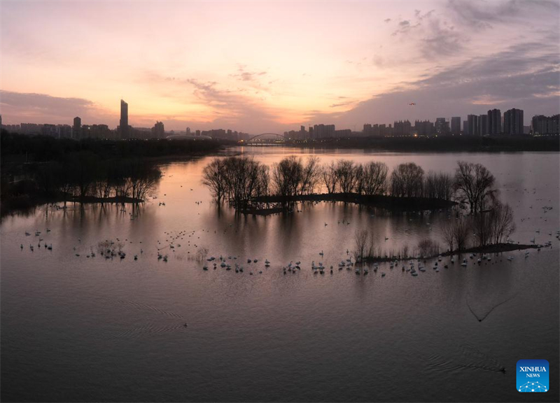 Μεταναστευτικοί κύκνοι συρρέουν στον υγρότοπο του Κίτρινου Ποταμού για να περάσουν το χειμώνα