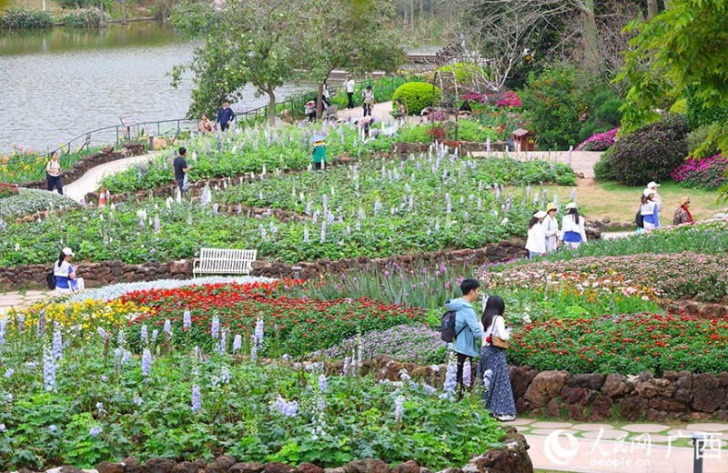 Νανίνγκ, Γκουανγκσί: Η άνοιξη ξεδιπλώνεται μέσα σε ανθισμένα λουλούδια