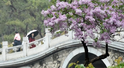 Ξεκινά το φεστιβάλ τουρισμού της Άνοιξης στο πάρκο Γιουανμινγκγιουάν στο Πεκίνο