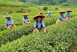 Πολιτιστική εκδήλωση σε κήπο τσαγιού στην κωμόπολη Σινγκτσούν, στην επαρχία Φουτζιέν της Κίνας