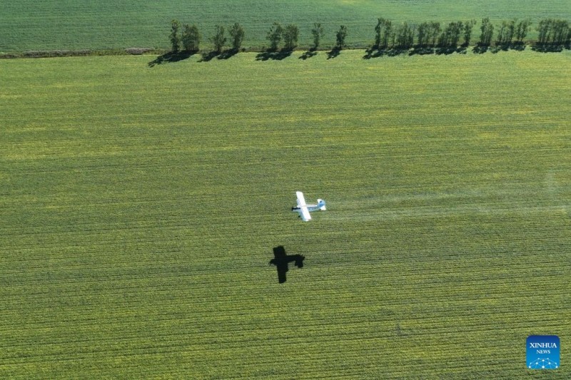 Αεροσκάφη και drones συμβάλλουν στη διασφάλιση της φθινοπωρινής συγκομιδής σιτηρών στην επαρχία Χεϊλονγκτζιάνγκ της Κίνας